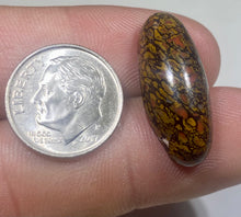 Load image into Gallery viewer, 13.65ct Dinosaur Bone Utah Fossilized Red Orange High Quality Cabochon