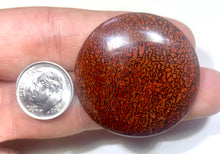 Load image into Gallery viewer, 63.55ct Dinosaur Bone Utah Fossilized Red Orange High Quality Cabochon